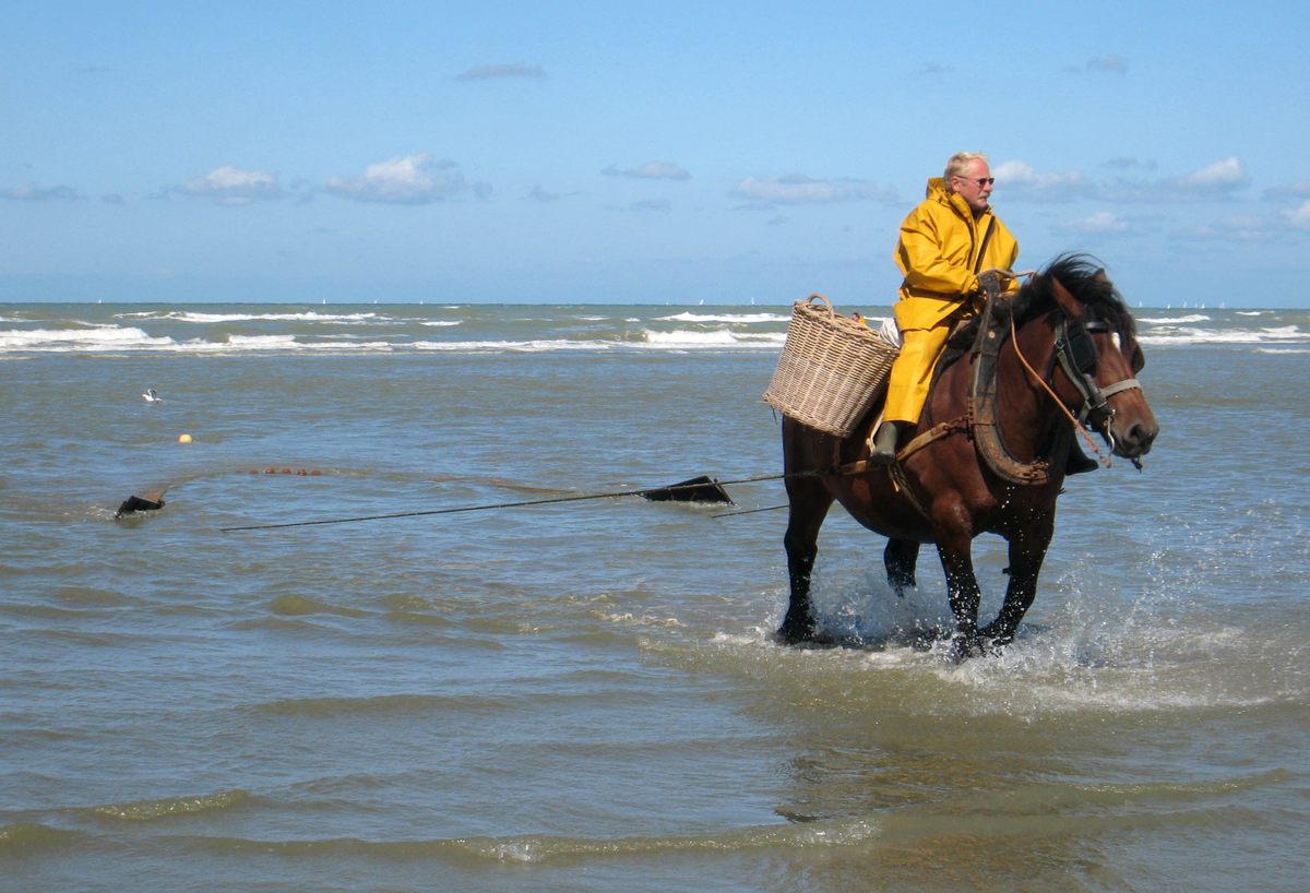 Fish Being Ridden The Dying Art of Fishing for Shrimp on Horseback