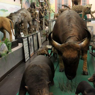 Mammal Room