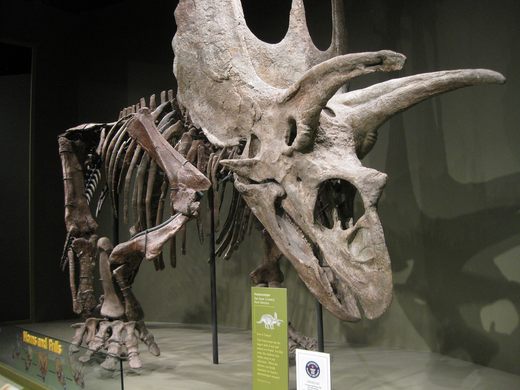 Pentaceratops Skeleton
