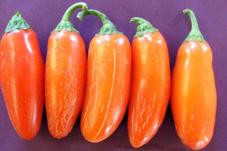 Pumpkin Spice Jalapeño