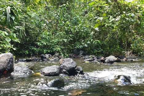 Depending on the level of rain, the hot springs can be a tranquil watering hole for a relaxing vibe in the forest.