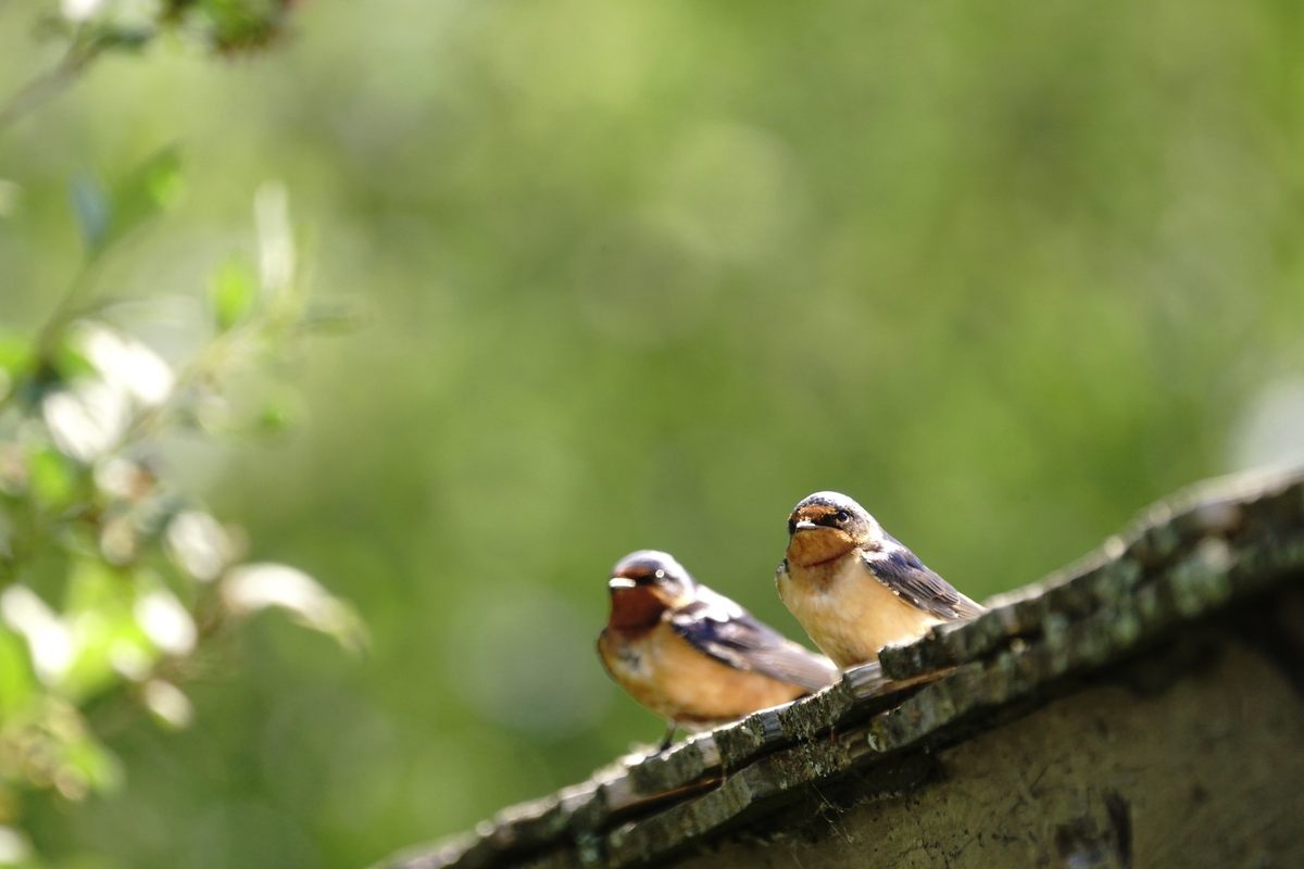 Post ’em on eBird!