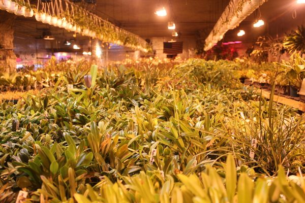 Bird's cave holds some 10,000 orchids.