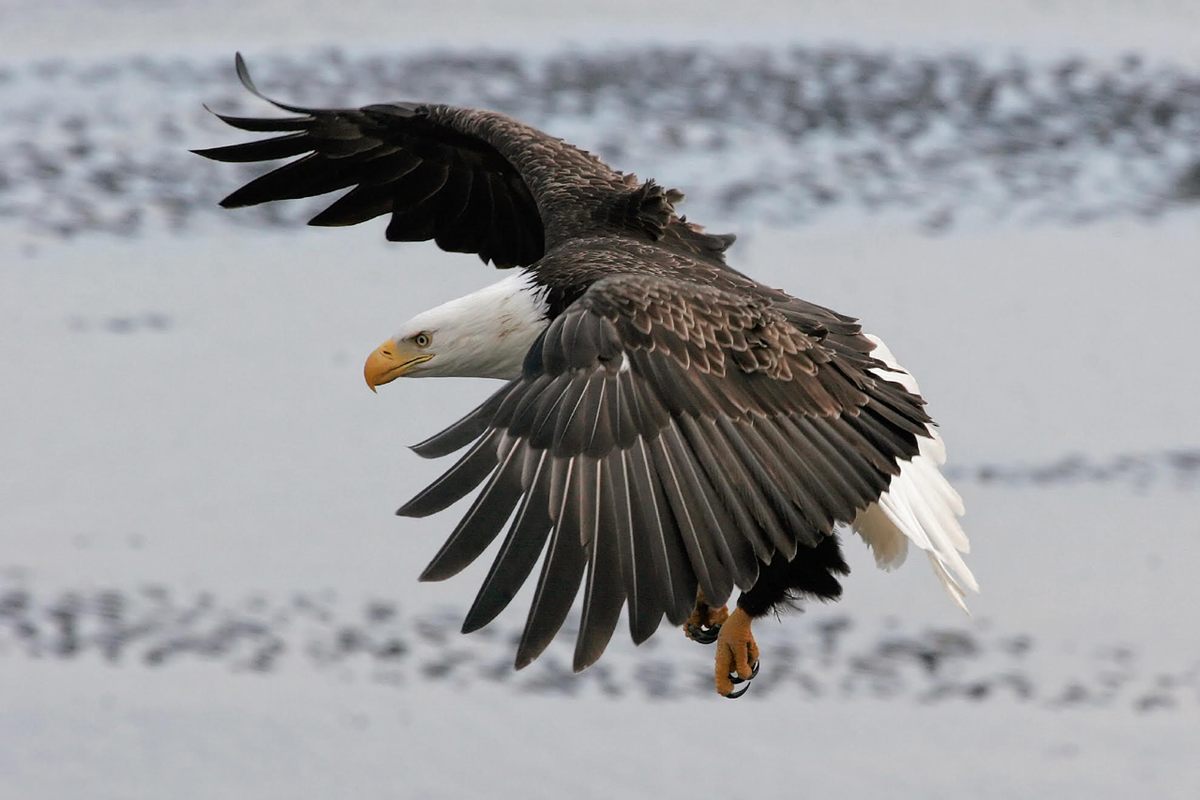 A bald eagle on Sanak Island.