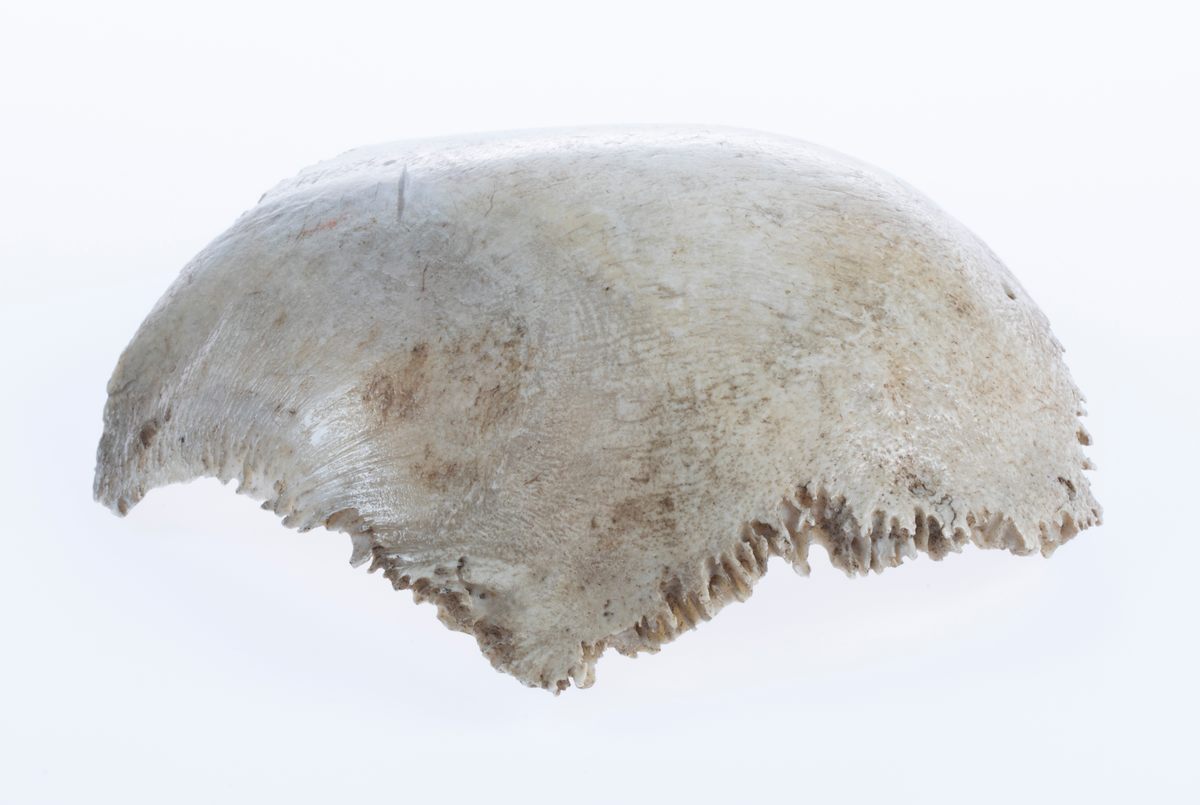 Formally known as LUHM 508, this piece of skull belongs to Descartes, according to the Swedish authors of a controversial study.