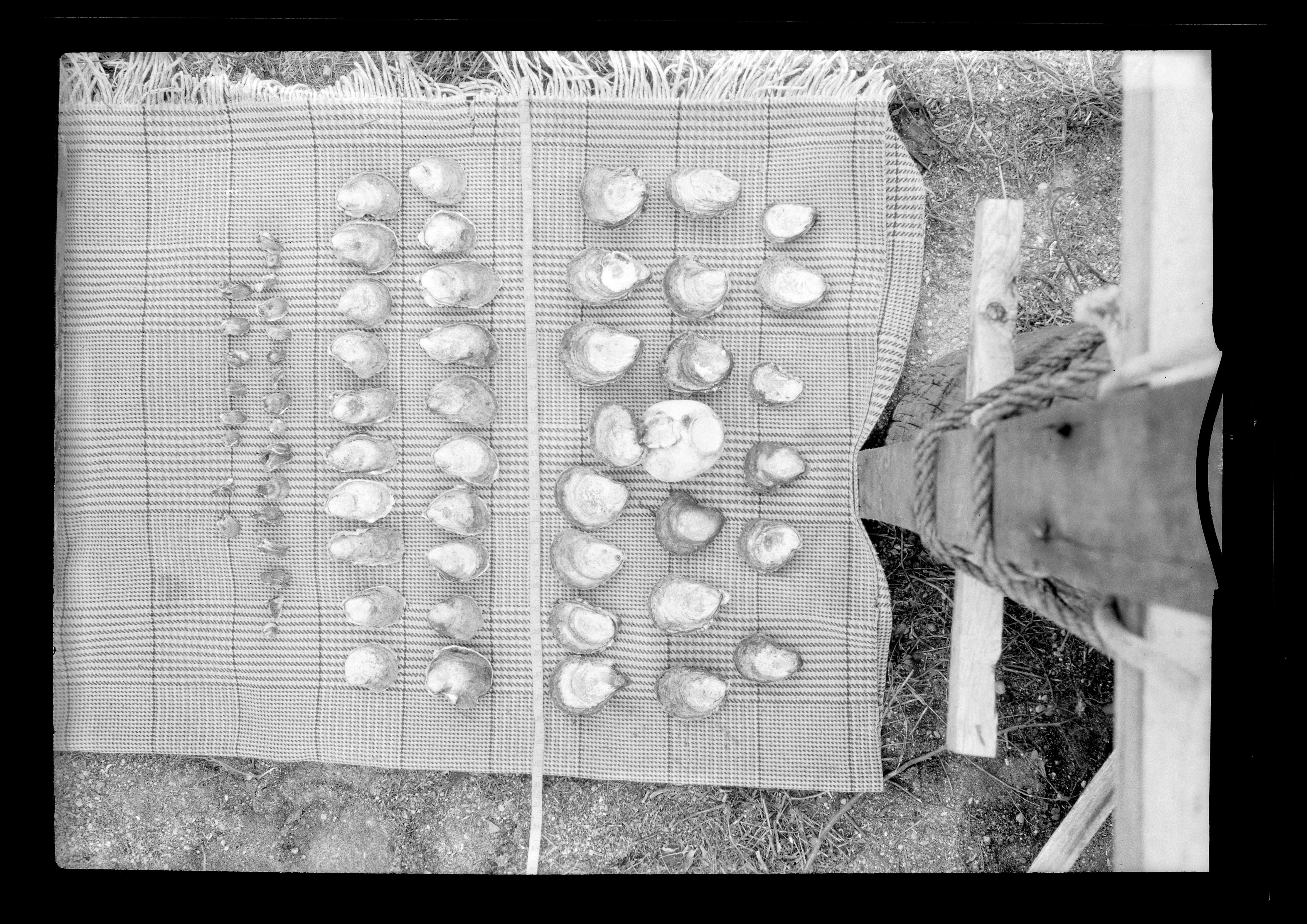 American Oyster shells in a smattering of sizes, in Long Island in 1924.
