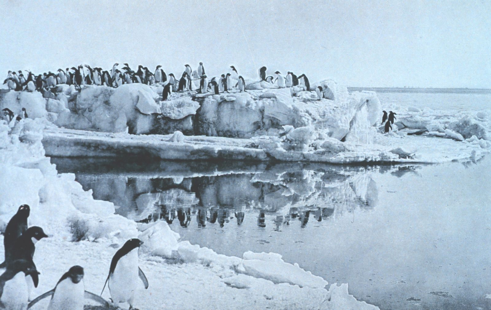Adelie penguins, photographed by George Murray Levick in 1911.