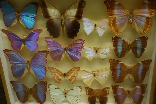 Taxidermied butterflies.