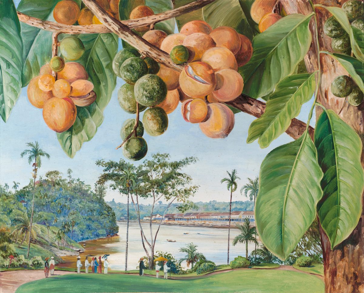 Marianne North's style is distinctive for presenting detailed plants in their natural settings, including this image from Sarawak, Borneo.