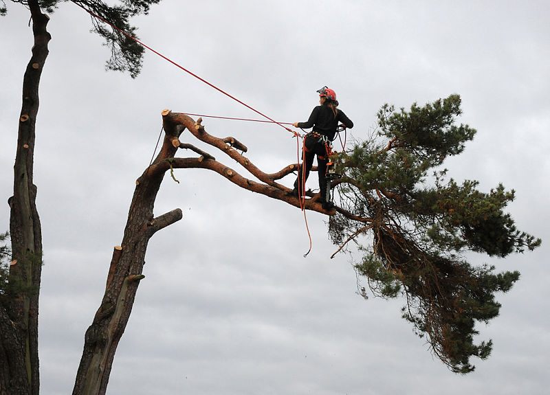 Tree Removal Brisbane Northside