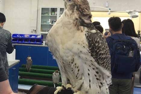 Abu Dhabi Falcon Hospital
