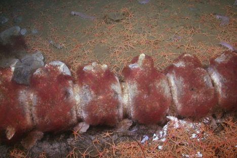 Vertebrae from a whale, shown about seven months after its carcass was placed at the bottom of the Pacific Ocean. By this time, the bones were covered with a dense carpet of red Osedax ("bone devouring") worms.