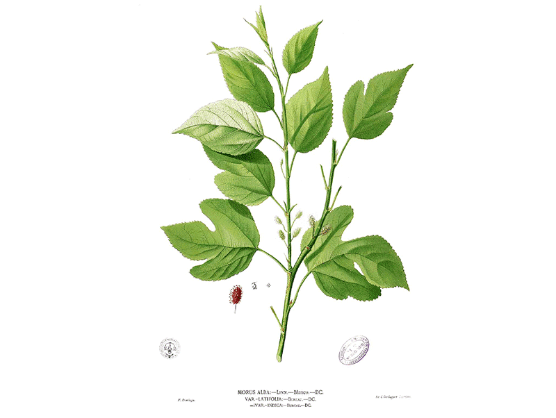 <em>Morus alba</em>, also known as White Mulberry or Common Mulberry.