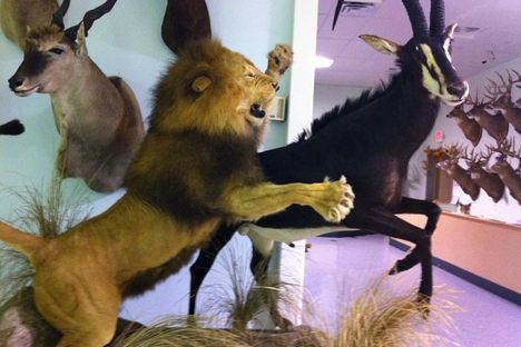 The Wildlife Sports and Educational Museum