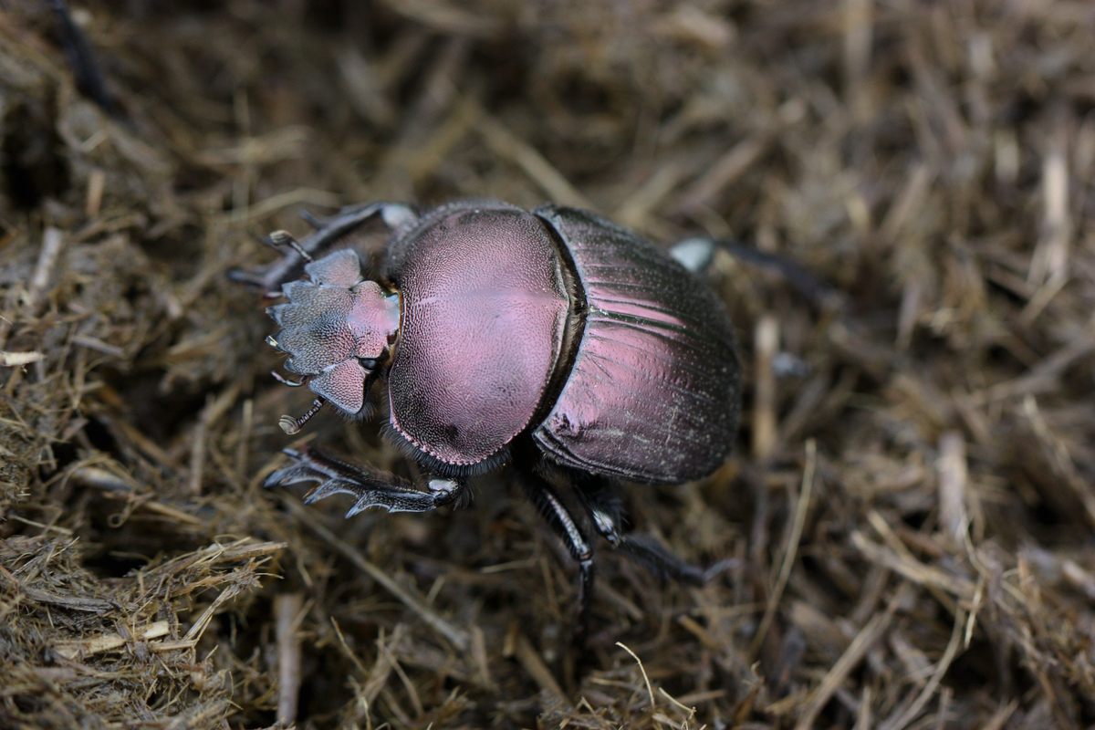 A plum dung beetle in South Africa.