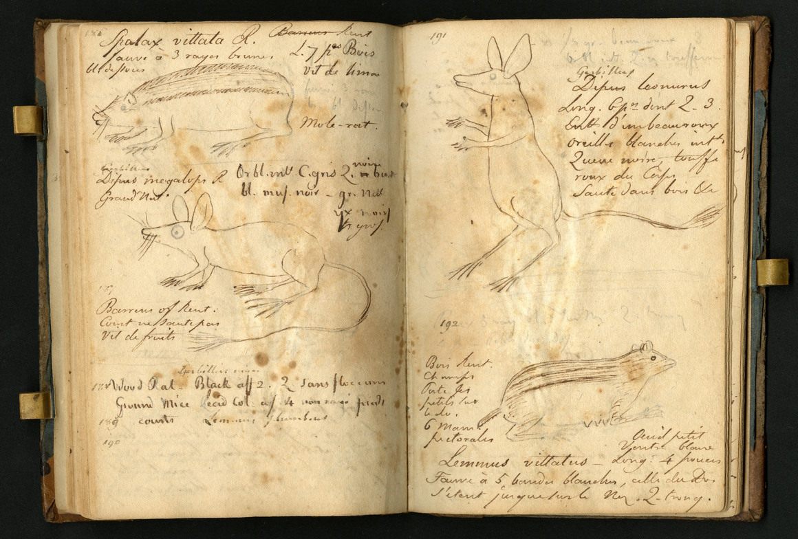 A page from Rafinesque's field notebook. 