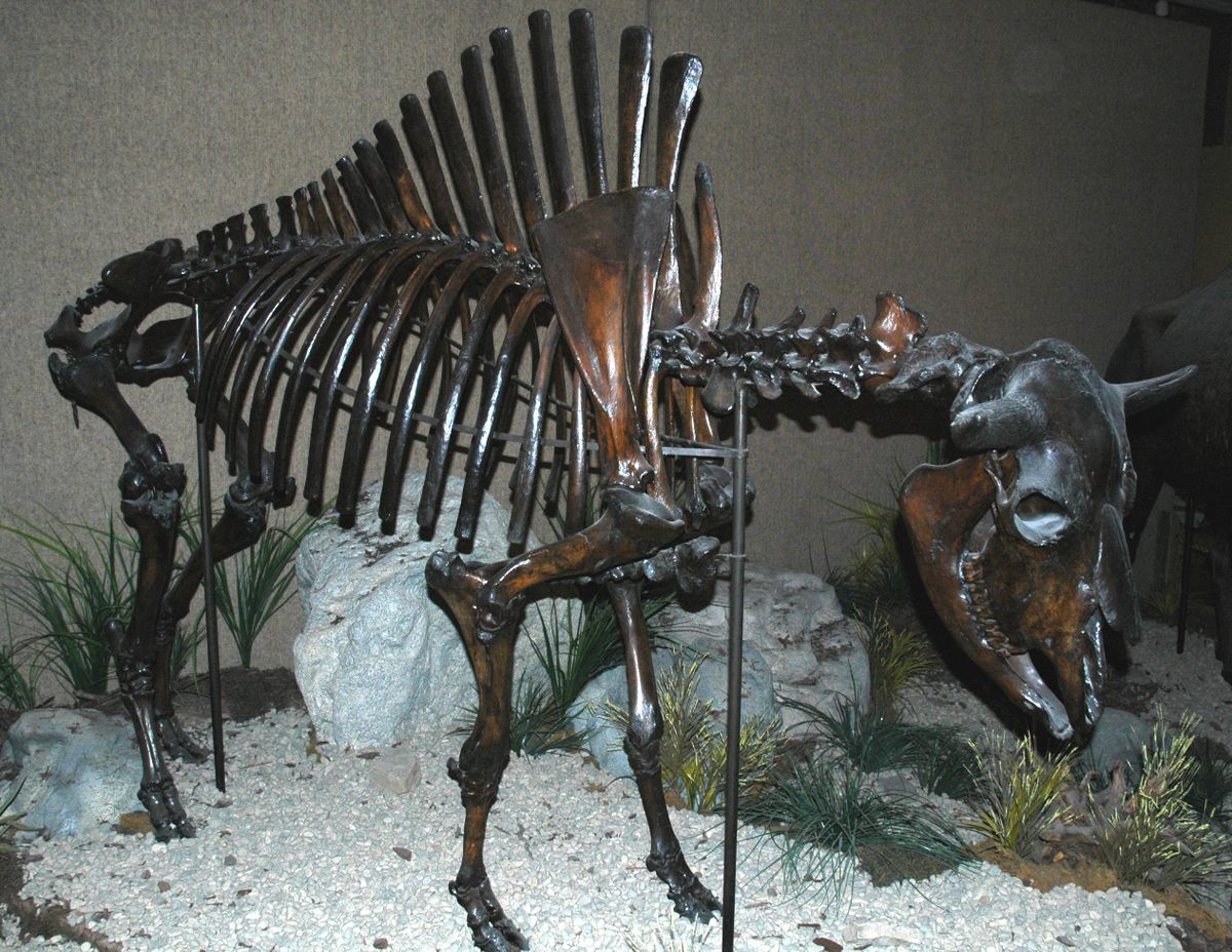 An example of <em>Bison antiquus</em>, the ice age species George McJunkin found at the Folsom site, is on display at the Carnegie Museum of Natural History.