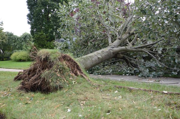Tree Law is a Gnarly, Twisted Branch of the Legal System