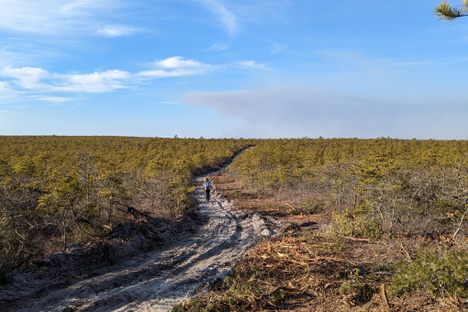 The Pygmy Pine Forests of the Pine Barrens