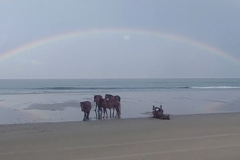 Wild horses couldn't drag me away.