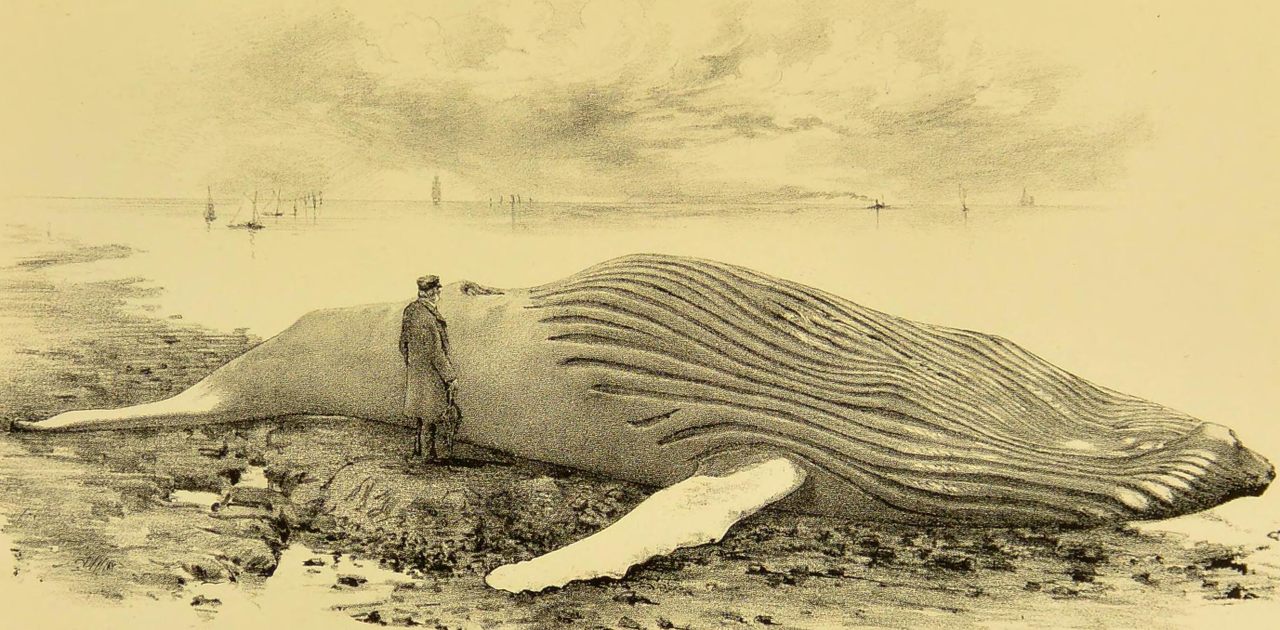 Surprise, surprise. The longer the whale carcass sat on the shore, the worse it smelled.