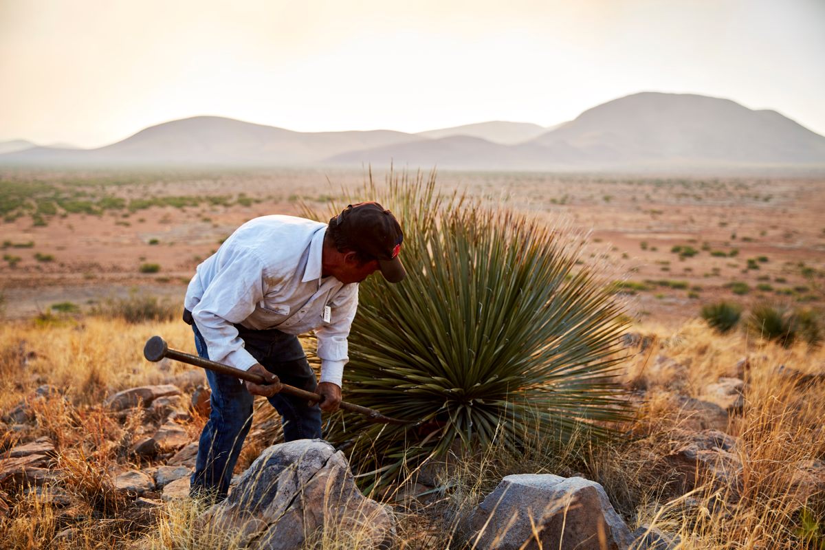 The dasylirion plant grows the same in Texas as it does in Mexico, but the border gives them markedly different histories.