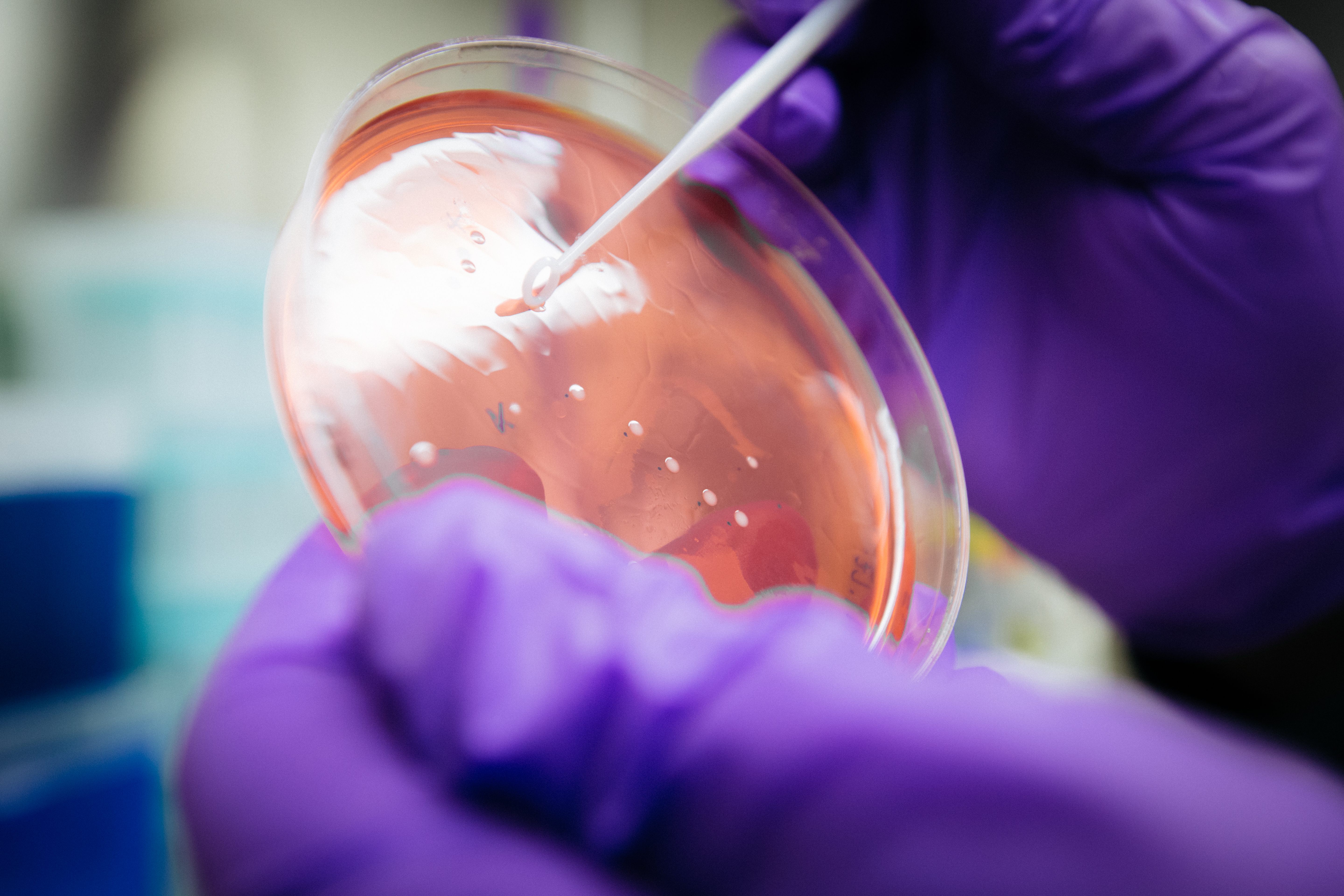 Culturing bacteria for an experiment in the lab.