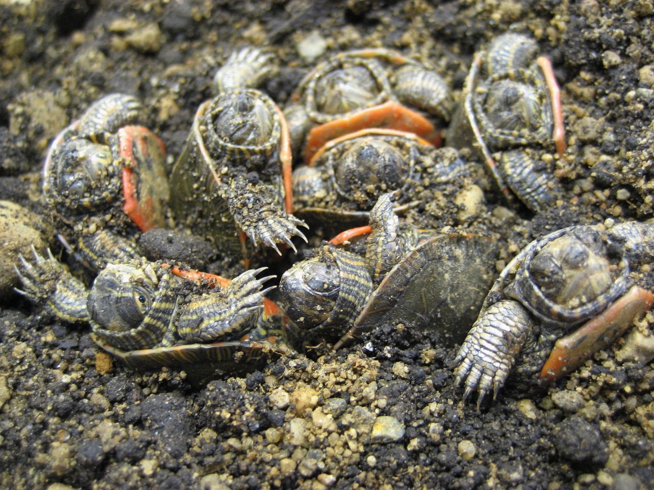 Painted turtle hatchlings can spend a winter burrowed in the sand where they're born, and freeze tolerance helps them survive it.