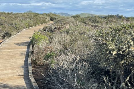 Elfin Forest Boardwalk.