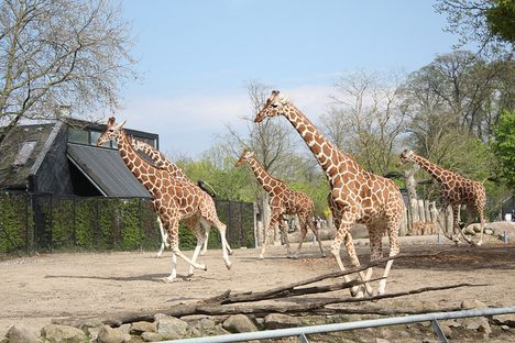 Giraffes running at the Copenhagen Zoo, much as their counterparts did at the Nashville Zoo during August's total eclipse. 