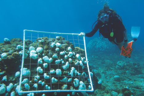 A scuba diver with the National Oceanic and Atmospheric Administration studies bleached corals.