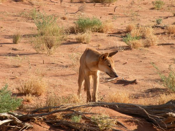The Unexpected Result of Australia's Dingo Fence - JSTOR Daily