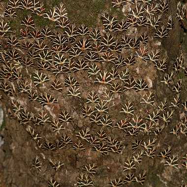 Butterflies swarm Petaloudes Valley