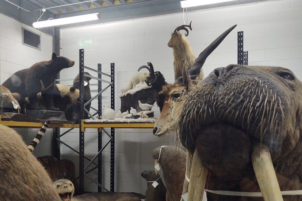 Natural history warehouse of the National Museums Collection Centre.