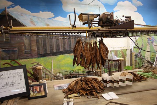 Tobacco leaves strung on a rack.