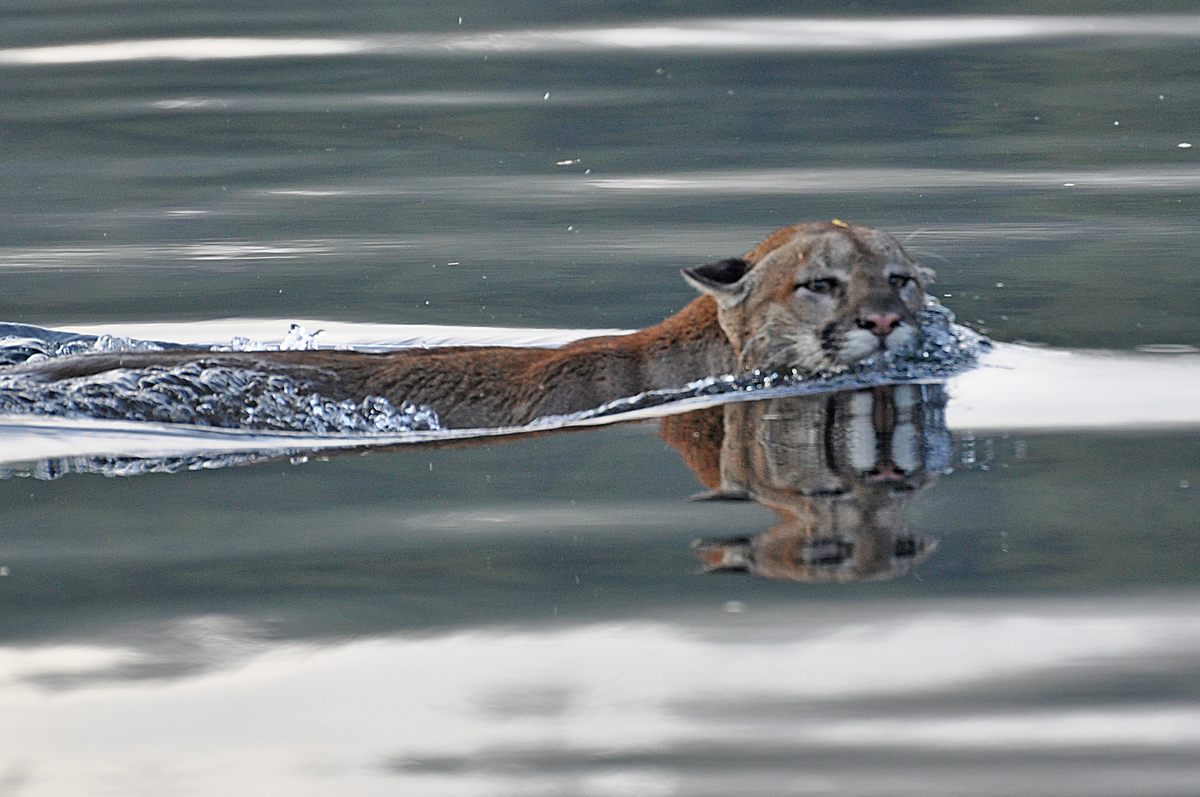 Scientists have long known that cougars, like this animal spotted in British Columbia, will swim short distances to find food or mates—but no one expected the cats to brave more than a kilometer of chilly Puget Sound.
