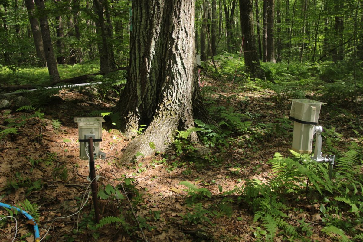 Cameras and sensors keep tabs on the canopy, soil, and forest ecosystem.