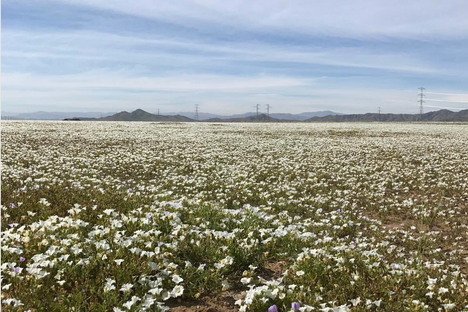 A Surprise 'Desierto Florido' Is Growing in the Atacama Desert