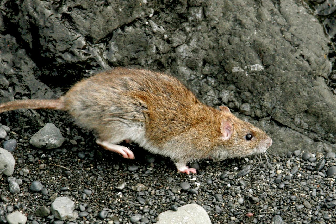 A Norway rat on Rat Island, not long before it was declared free of its titular invaders. 