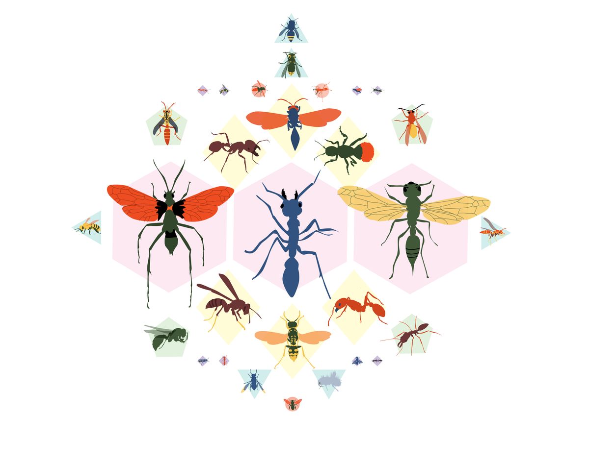 Indignant Insect Ranking the Pain of Stinging Insects, From ‘Spicy’ to ‘Shockingly Electric'