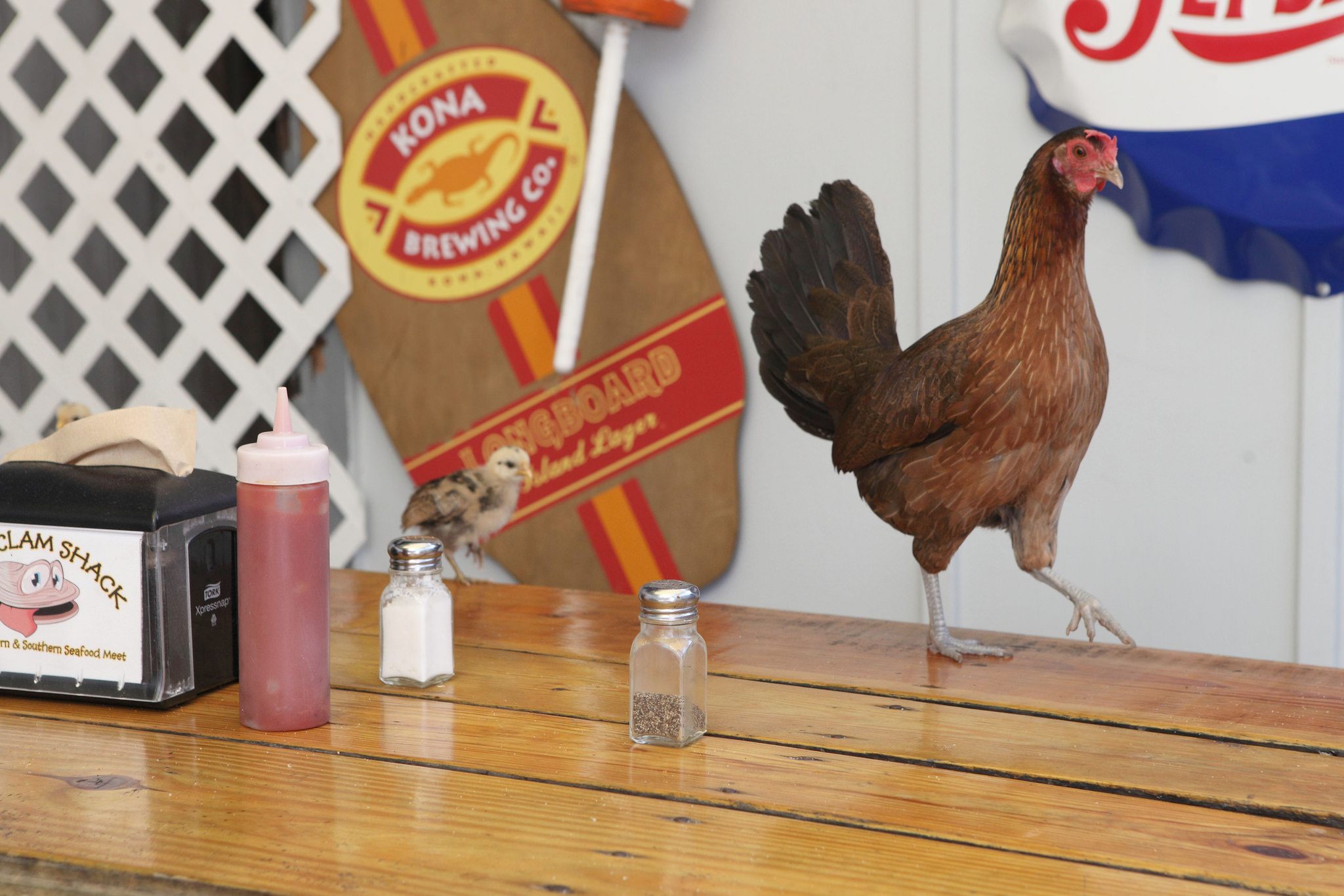 A chicken family joins some Key West tourists for dinner.