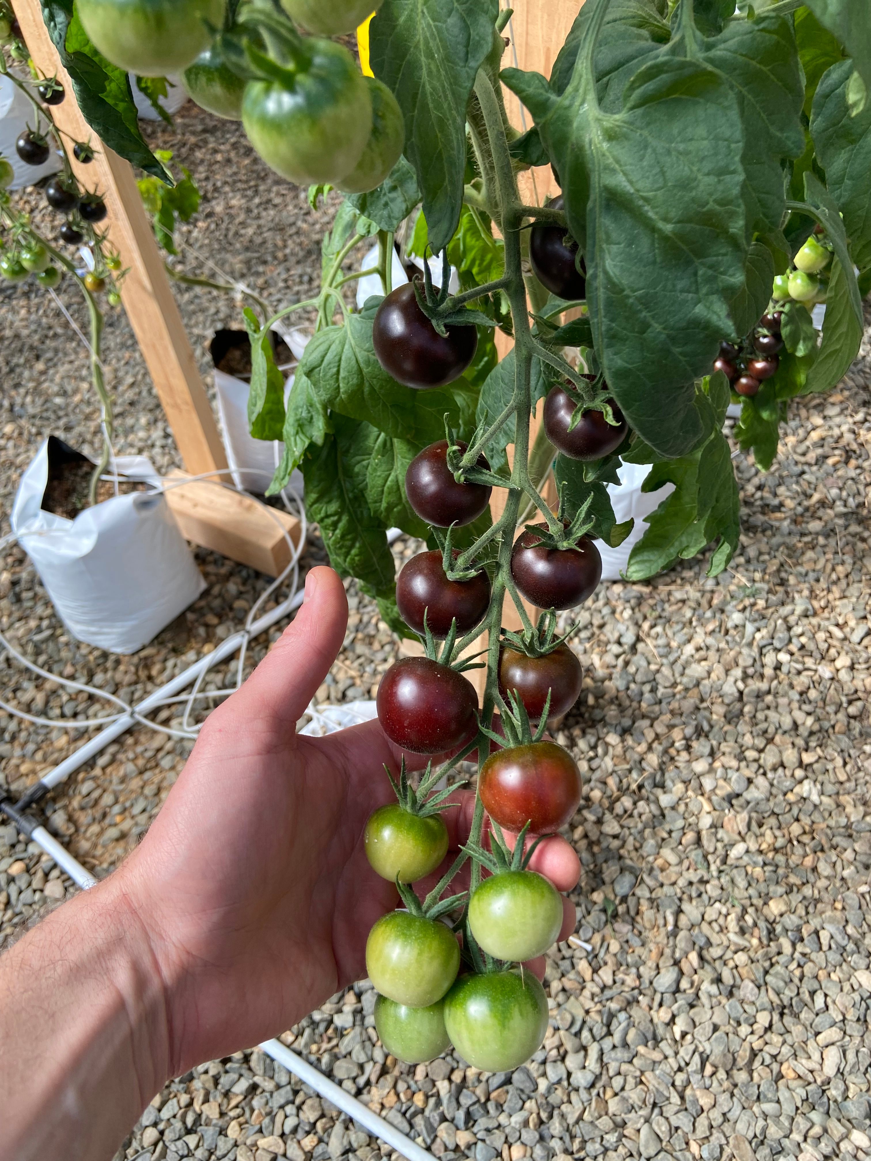 Purple Tomatoes ripen on the vine.