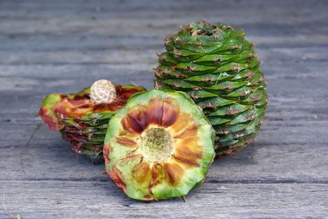 A cross-section view of a bunya pine. They are very large!