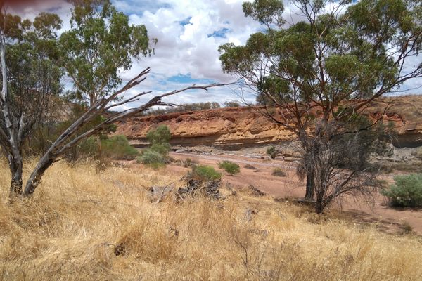 Coalseam Conservation Reserve in summer