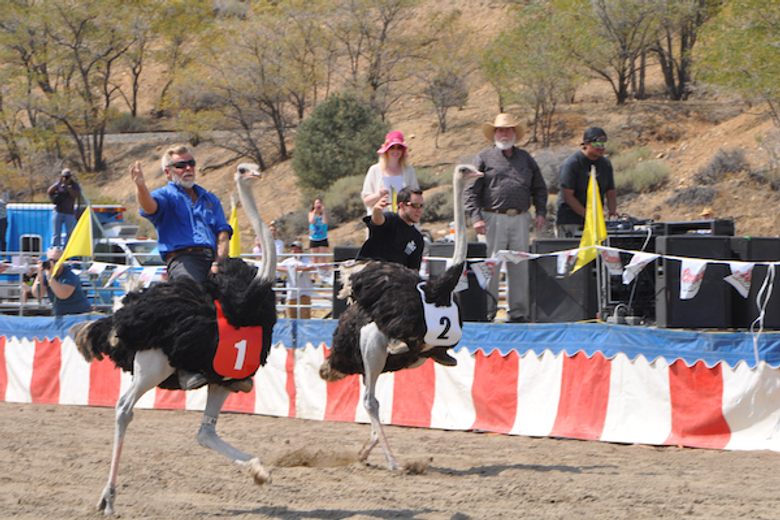 ostrich racing