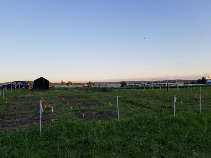 Natalie Mueller's lost crops test patch.