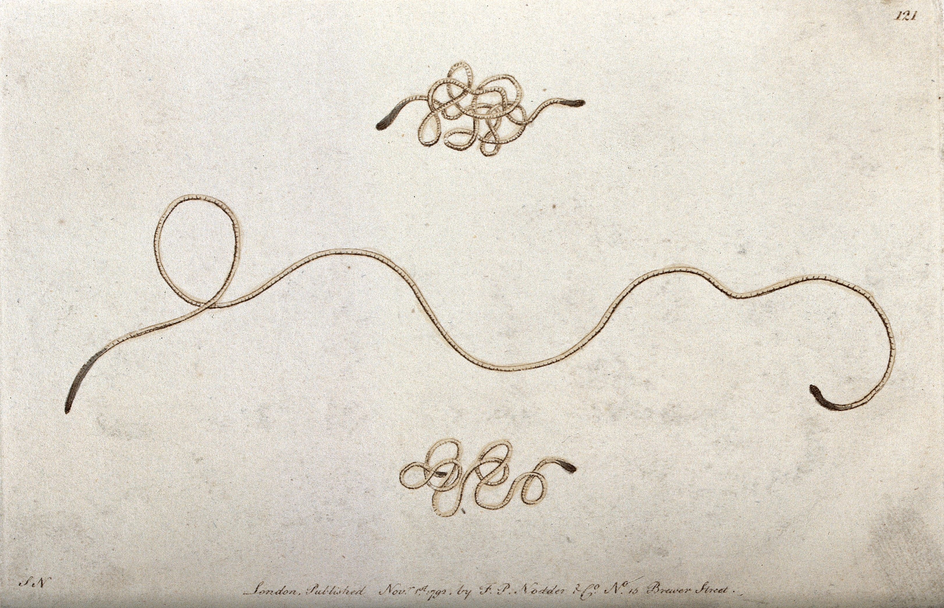 A nemotode worm like the ones found in the Siberian permafrost, drawn in 1792.