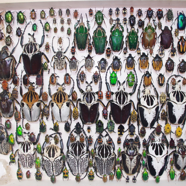 The World Museum of Insects and Natural Wonders