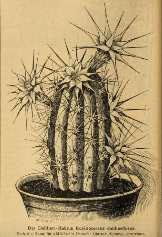 Echinocereus dahliaeflorus.