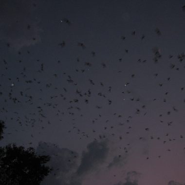 University of Florida Bat Houses